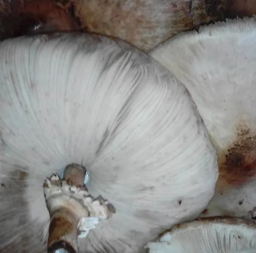 El Escondite Del Miera