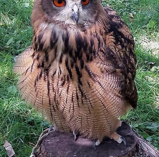 Lodge El Escondite Del Miera *